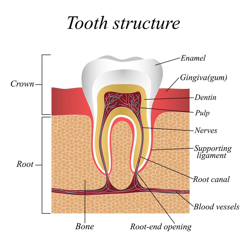 Tehaleh root canal procedure for damaged teeth in WA near 98391